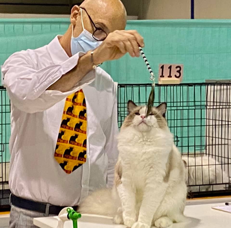 /images/Galeria/Kiállítások (Cat shows)/246736726_1515147002186322_1845361896511056636_n.jpg